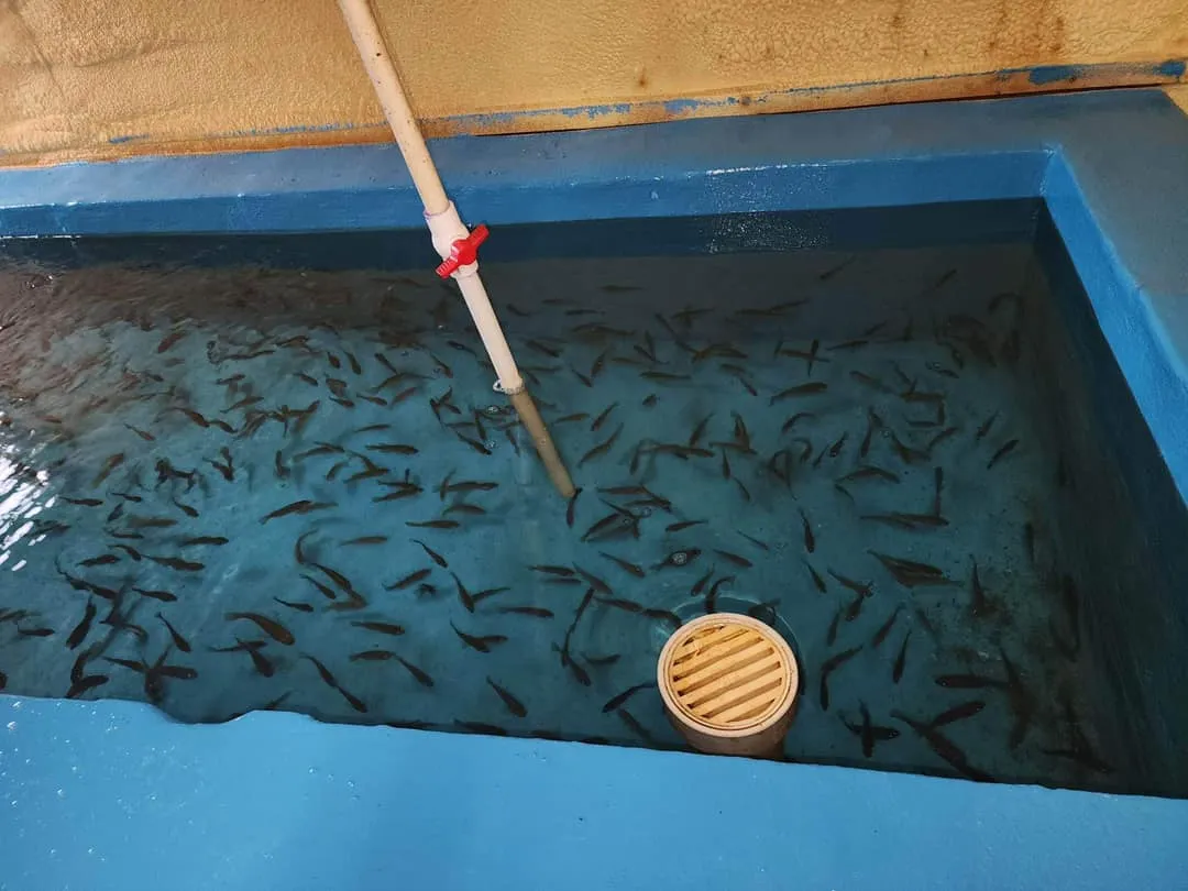 Live minnows in the bait tank at Red Barn in Hugo